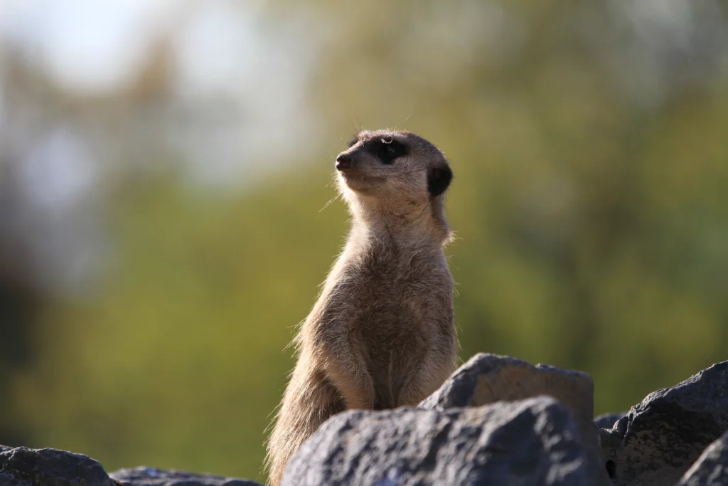 Erdm&auml;nnchen im Erdm&auml;nnchengehege Zoo Neuwied