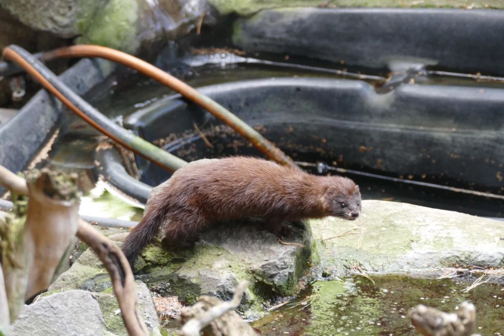 Nerzrüde im Gehege im Zoo Neuwied Europäischer Nerzrüde am Wasser im Nerzgehege im Zoo Neuwied