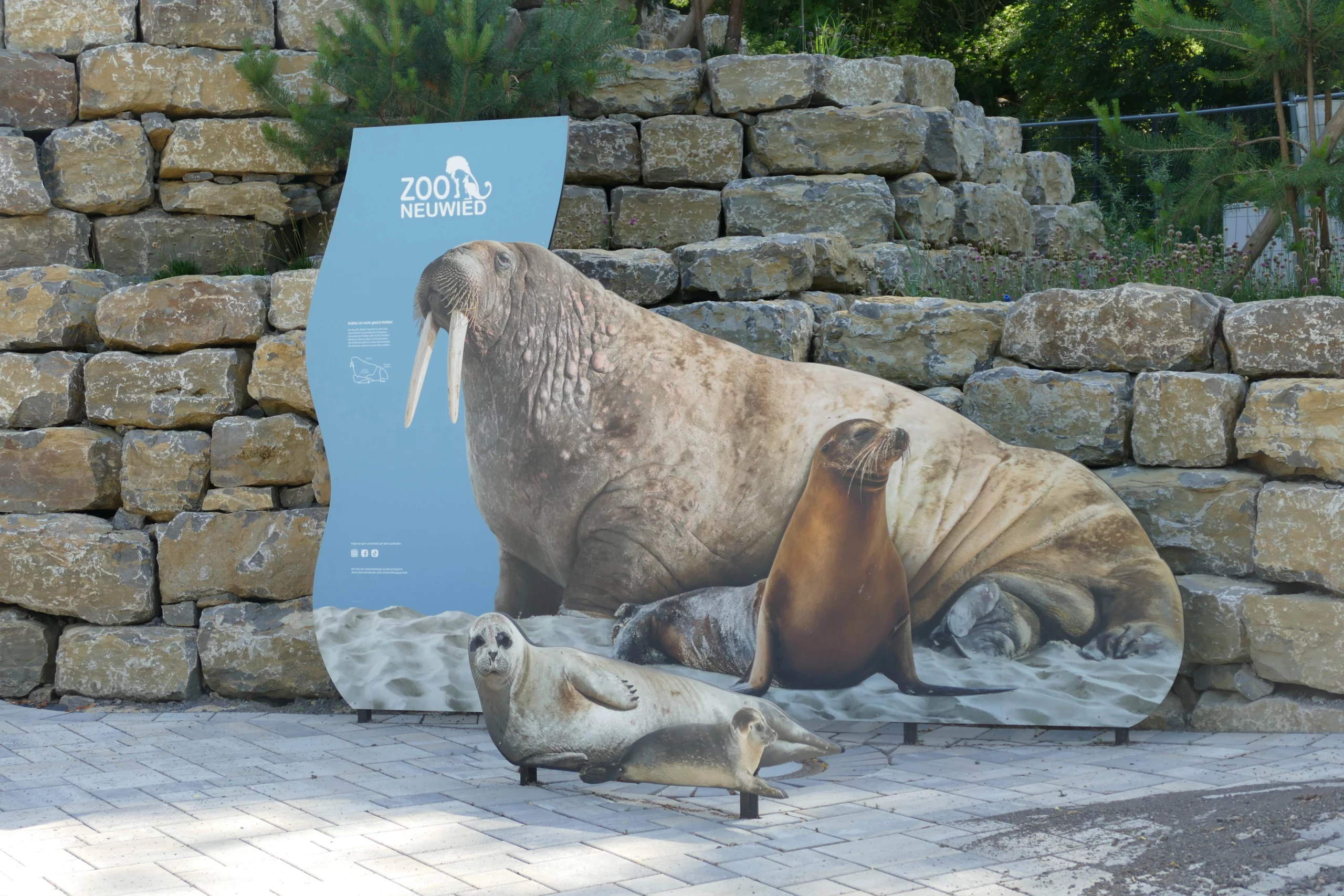 Seehundanlage-Zoo-Neuwied Die Seehundanlage im Zoo Neuwied