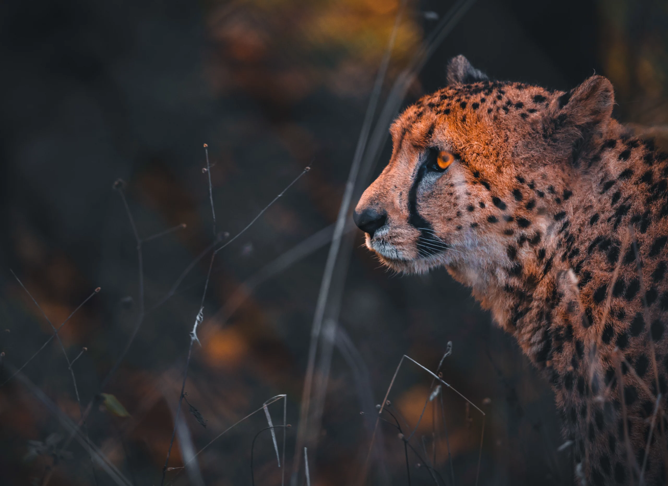 Gepard_Abend_Zoo-Neuwied Gepard zu sehen bei der Nachtführung im Zoo Neuwied