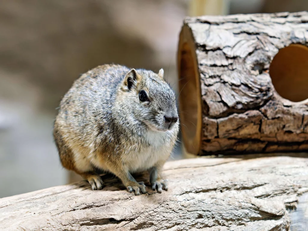 Patenschaft_Felsenmeerschweinchen_Zoo-Neuwied Für viele Tierarten kann man eine Patenschaft im Zoo Neuwied beantragen.