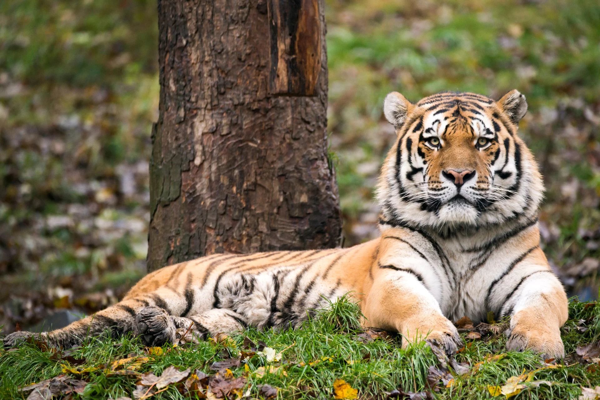 Patenschaften-Tiger Ivo_Zoo-Neuwied Besucher können für ein Tier ihrer Wahl eine Patenschaft beantragen.