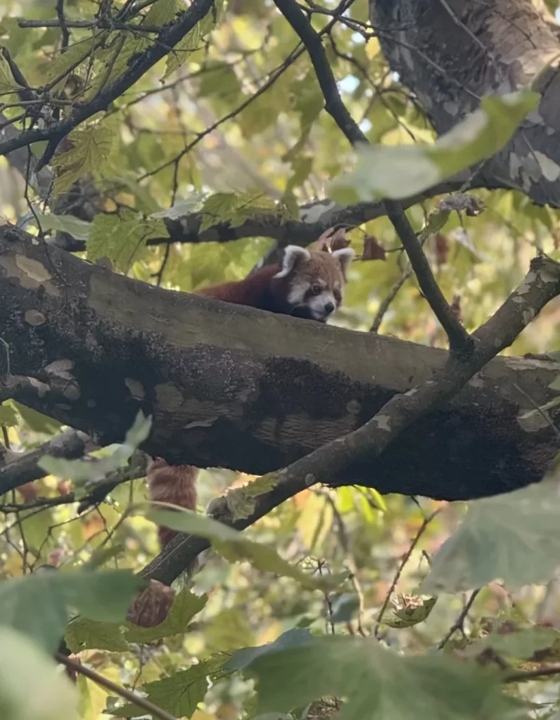 Rote Panda in seinem Gehege auf einem Baum im Zoo Neuwied
