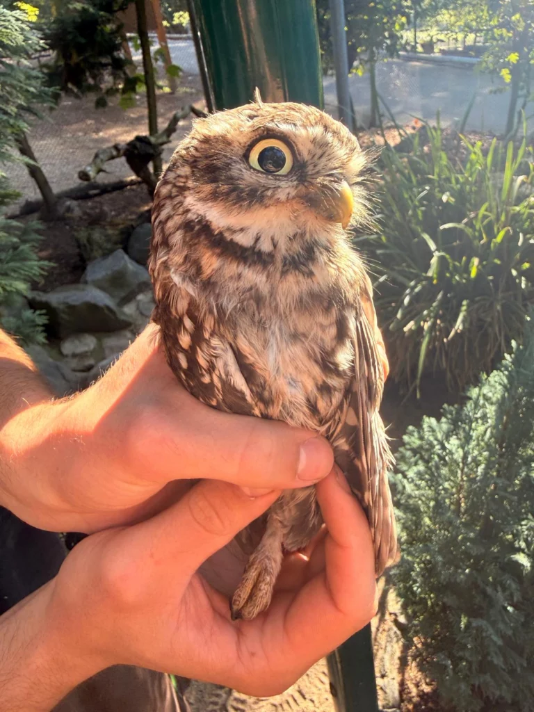 Steinkauz eingefangen in der Voliere im Zoo Neuwied geht nach Ostfriesland.
