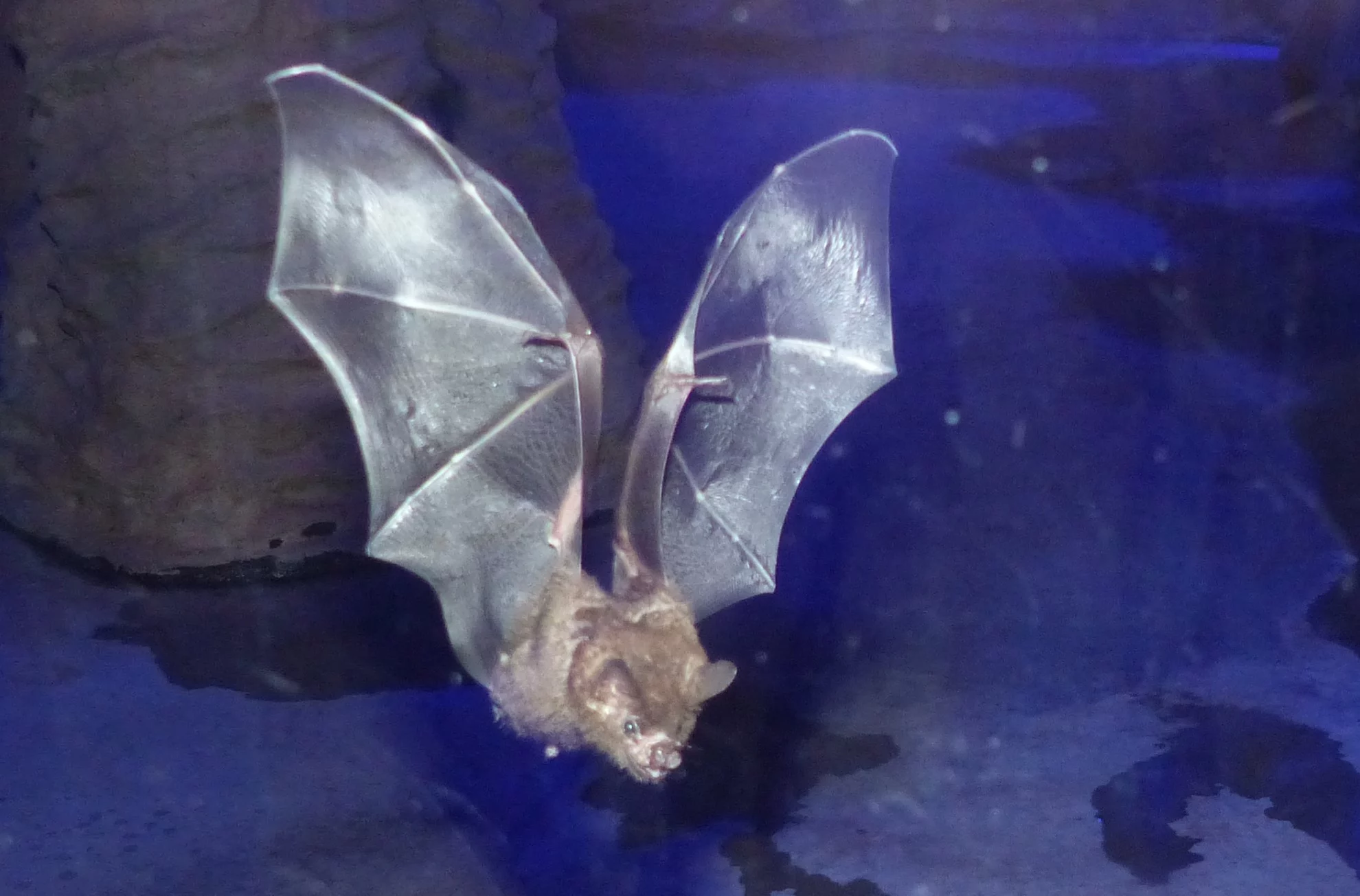 Tschenlampen-fuehrungen-Zoo-neuwied Fledermaus bei der Taschenlampen-Führung im Zoo Neuwied